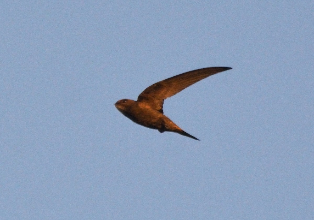 Common Swift - ML108440931