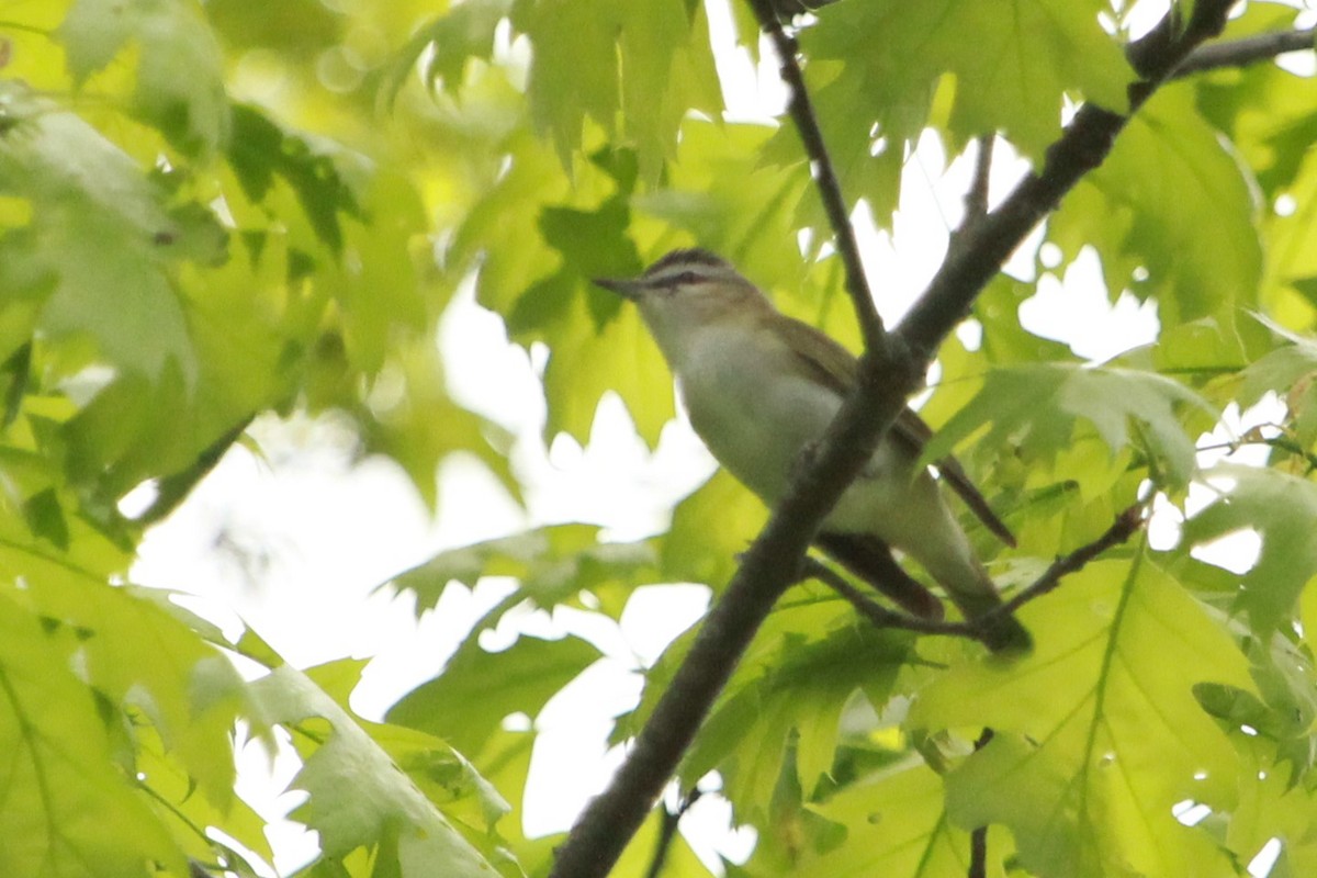 Red-eyed Vireo - Robert Beaumont