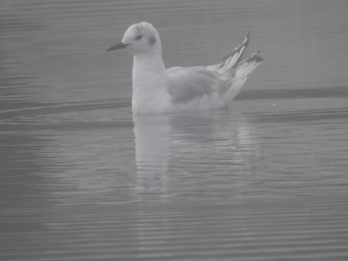 Bonaparte's Gull - Diane LeBlanc