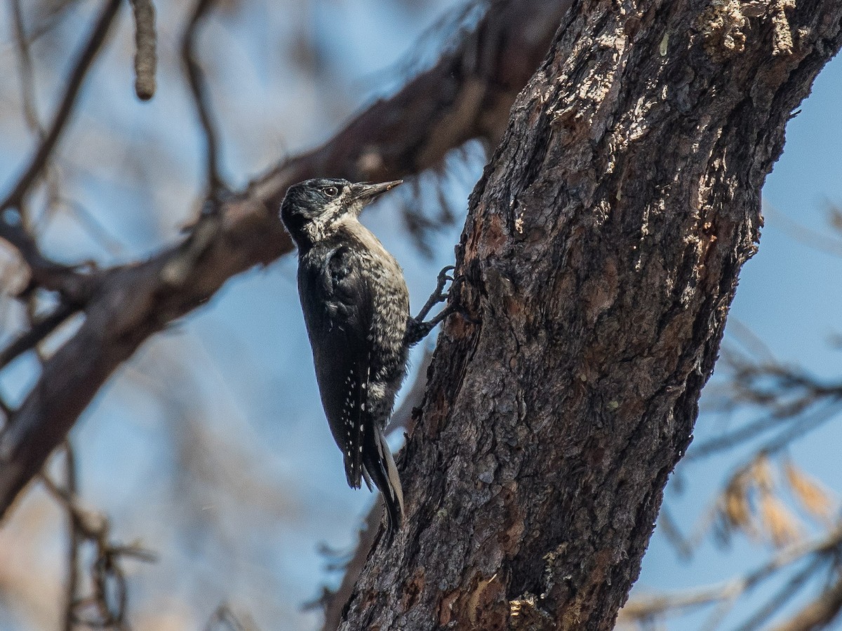 Black-backed Woodpecker - Bruce Aird