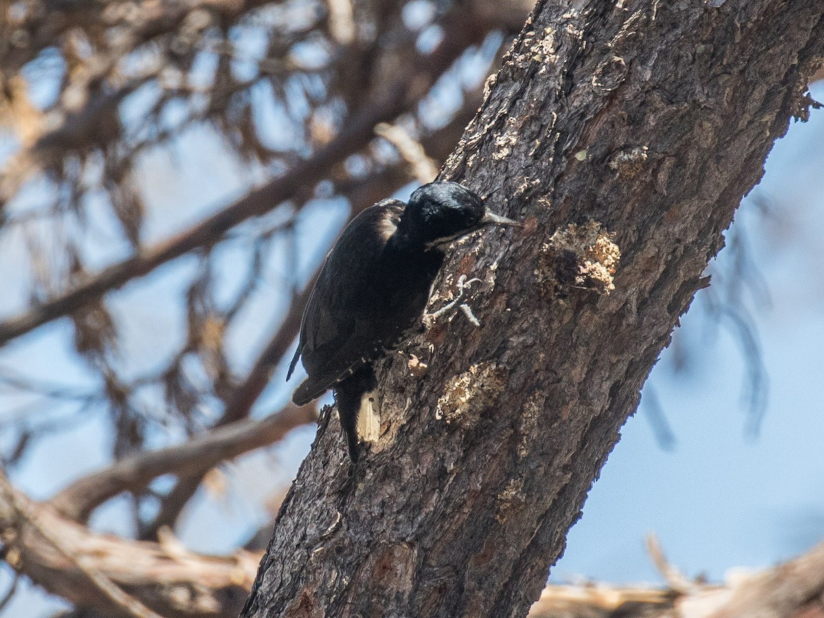 Black-backed Woodpecker - Bruce Aird