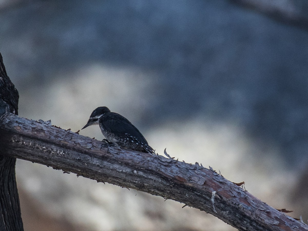 Black-backed Woodpecker - Bruce Aird