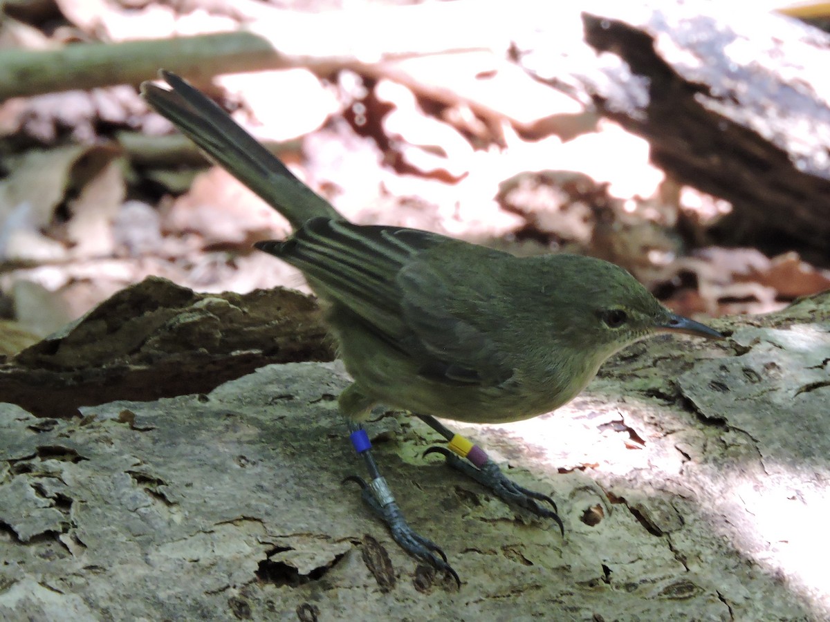 Seychelles Warbler - ML108445431