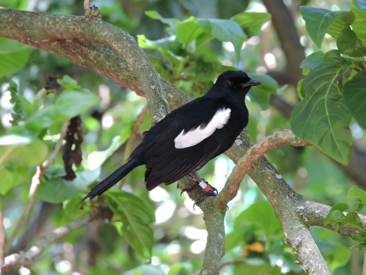 Seychelles Magpie-Robin - ML108445951