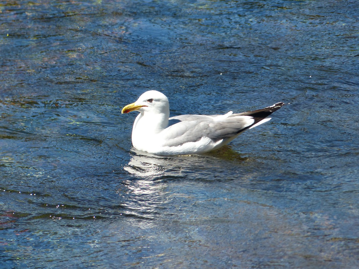 California Gull - ML108446631