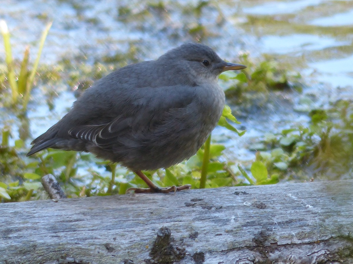 American Dipper - ML108446761