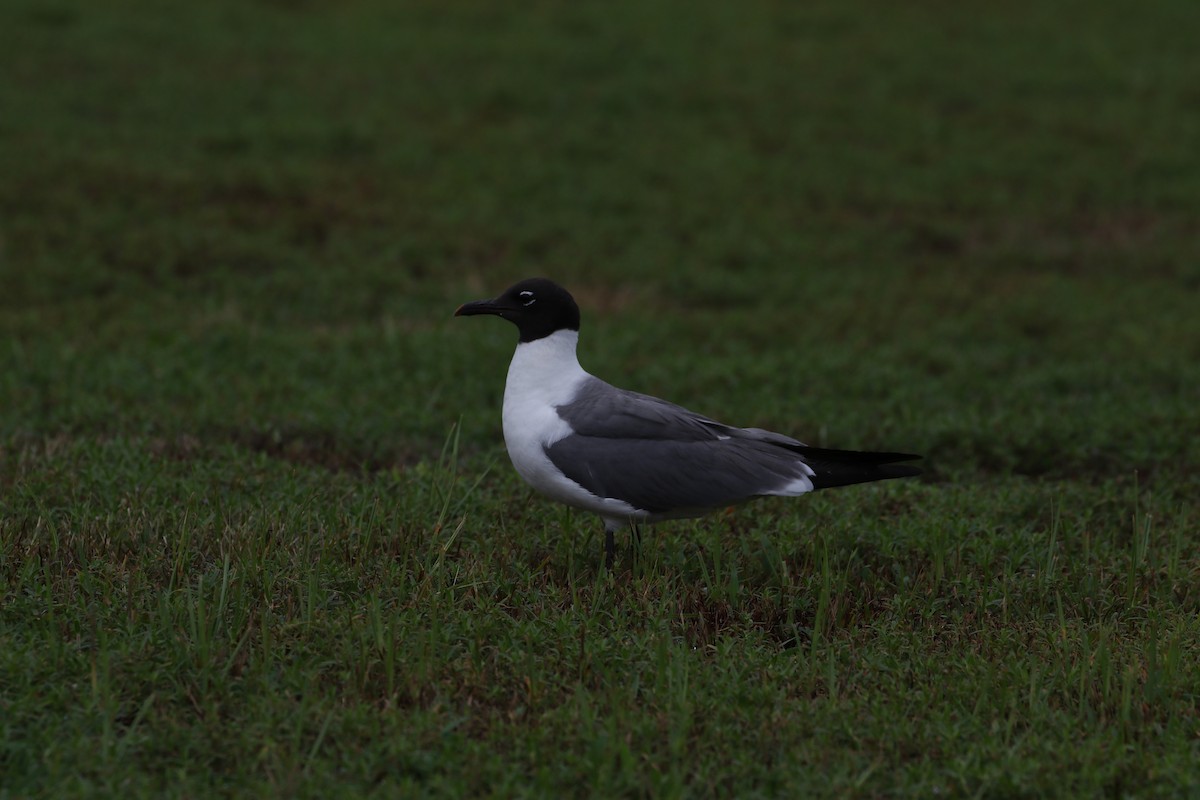 Laughing Gull - Gene Ricks