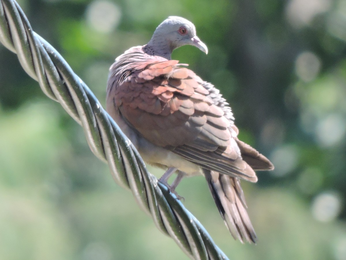 Malagasy Turtle-Dove - ML108450191