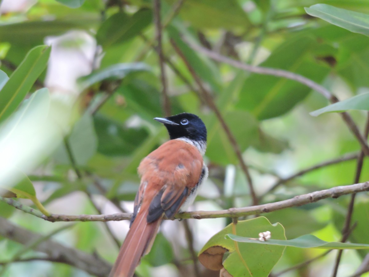 Seychelles Paradise-Flycatcher - Helmut Pfeifenberger