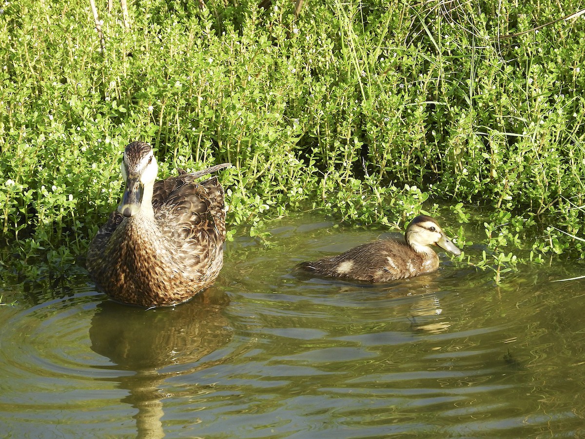 Mottled Duck - ML108451091