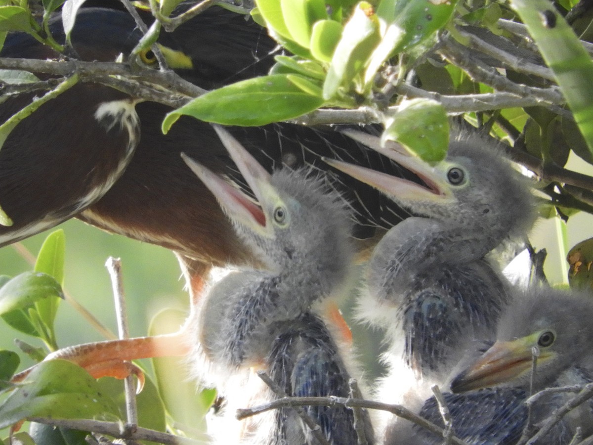 Green Heron - ML108452031