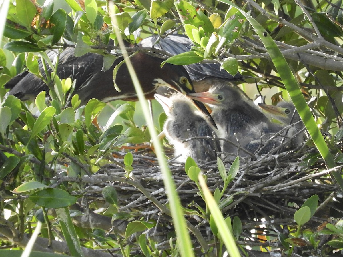 Green Heron - ML108452081