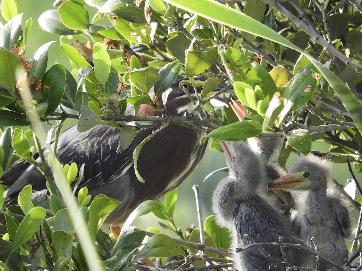 Green Heron - ML108452151