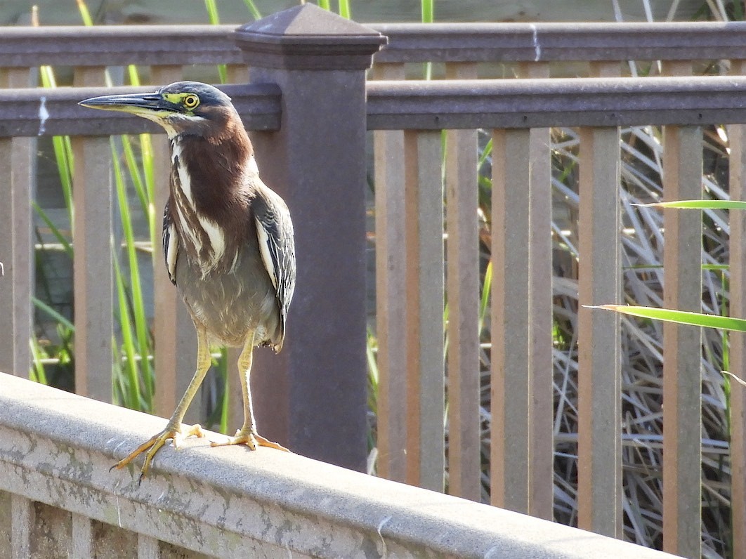 Green Heron - ML108452241