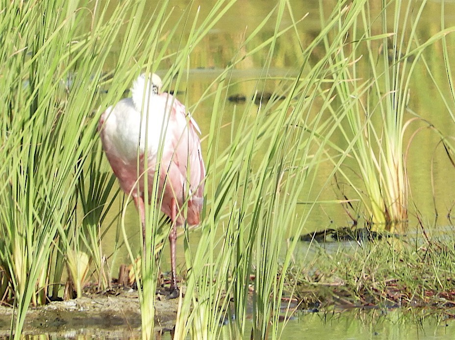 Roseate Spoonbill - ML108452351