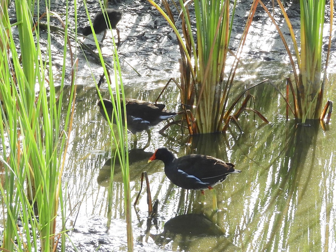 Common Gallinule - ML108452541