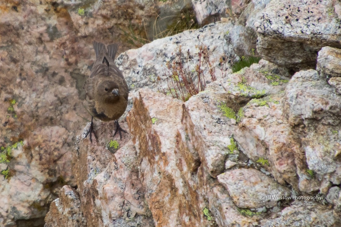 Brown-capped Rosy-Finch - ML108452801