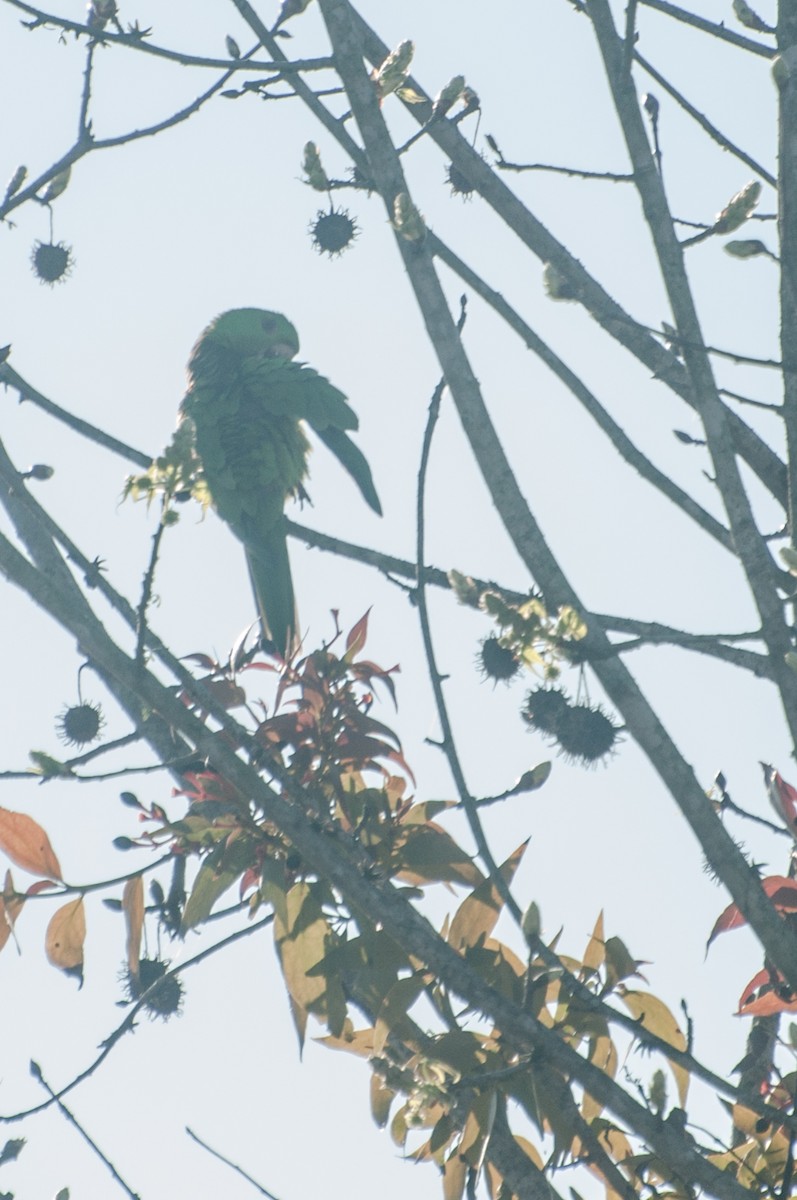 Conure verte - ML108457031