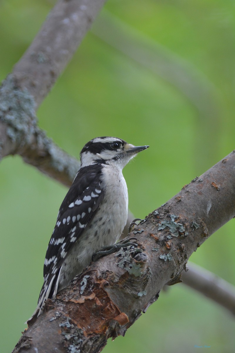 Downy Woodpecker - ML108458531