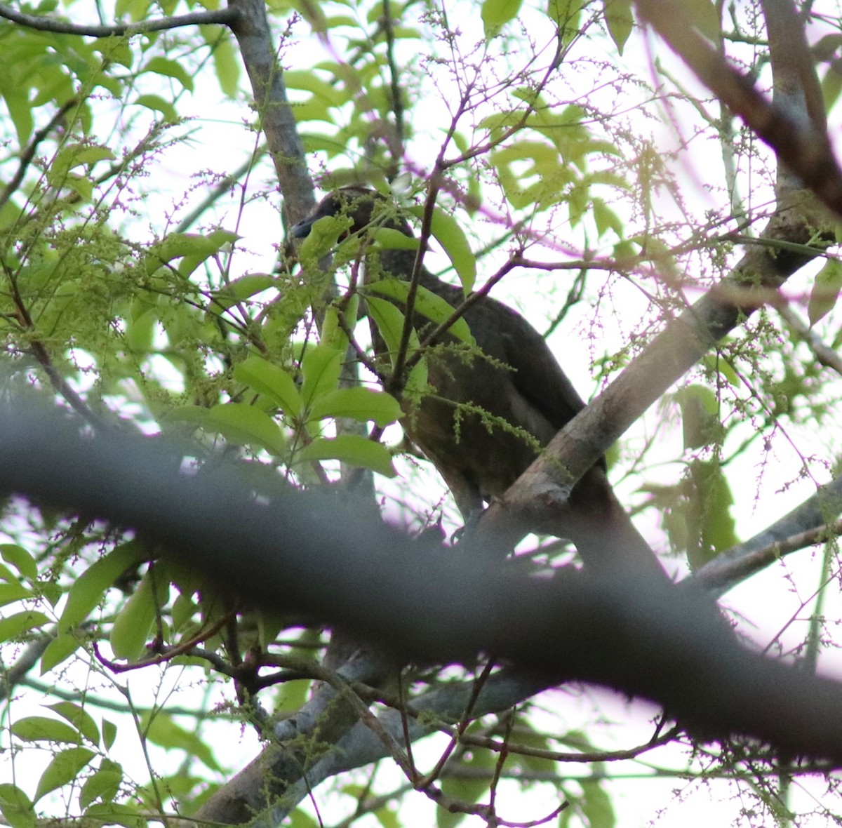 Chachalaca Cejuda - ML108459841