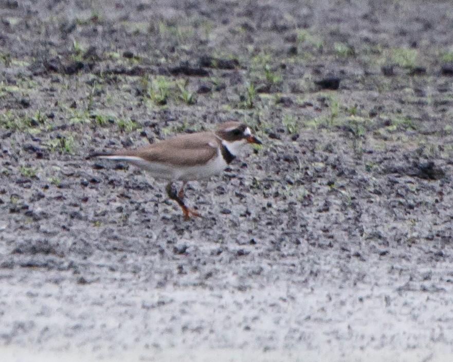 Semipalmated Plover - ML108460441