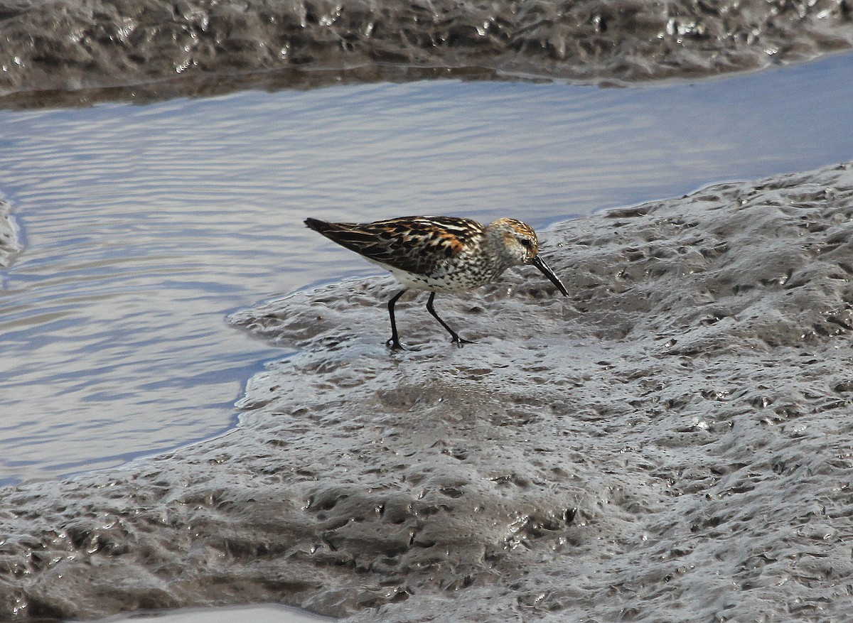 Bergstrandläufer - ML108464221