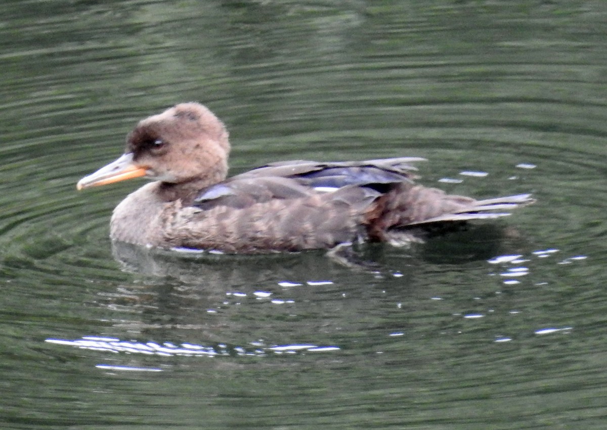 Hooded Merganser - ML108464301