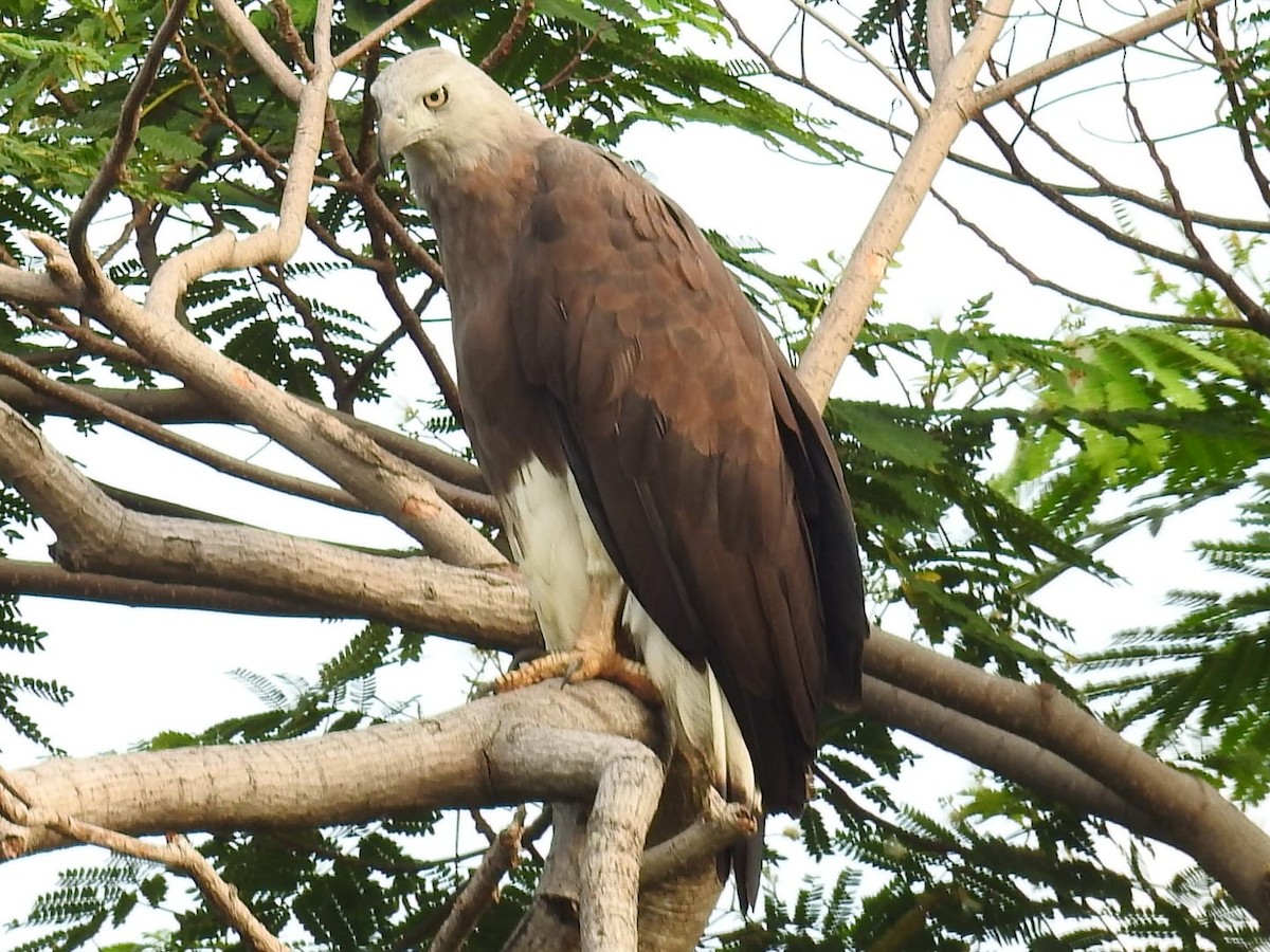 Gray-headed Fish-Eagle - ML108465201