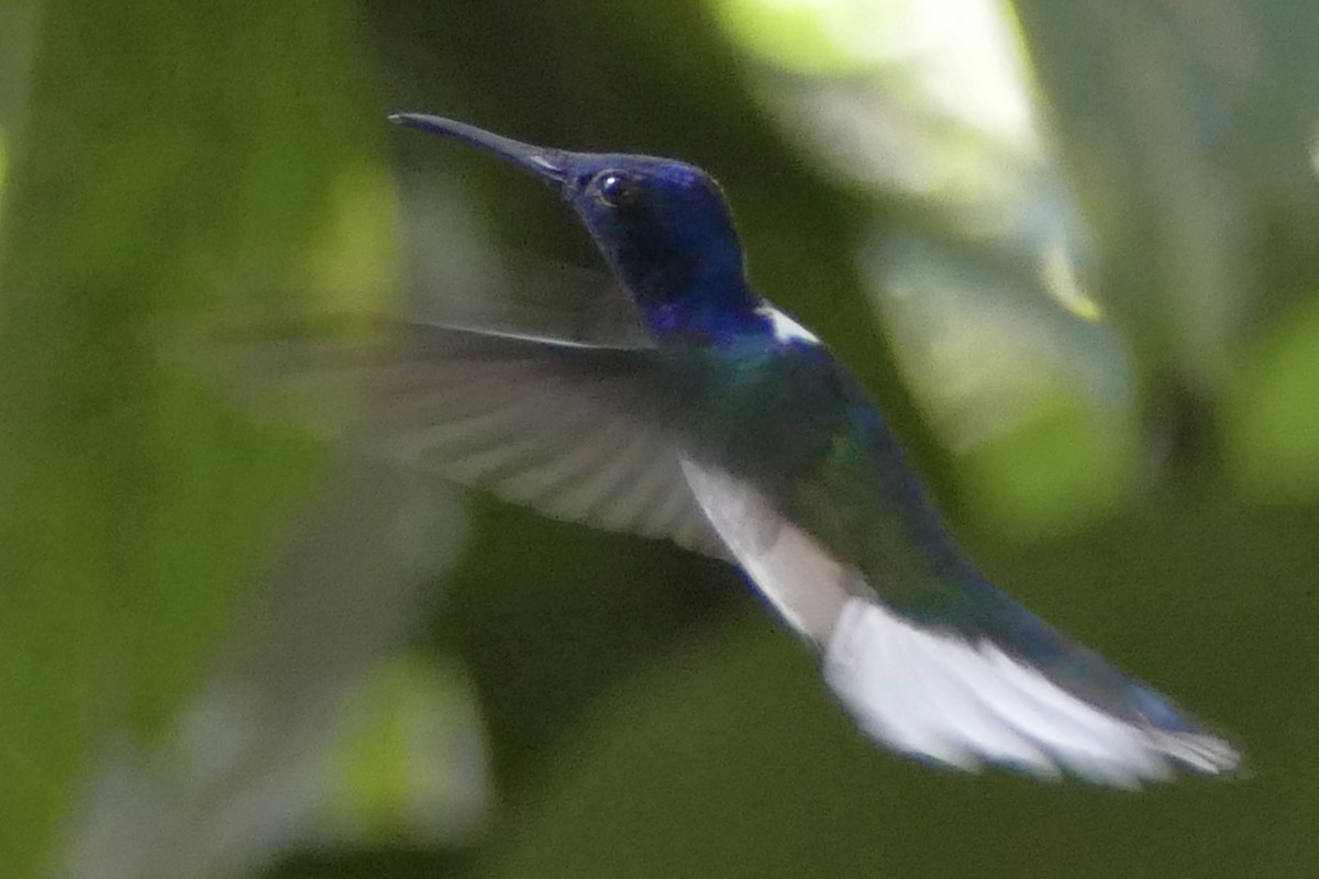 Colibrí Nuquiblanco - ML108465861