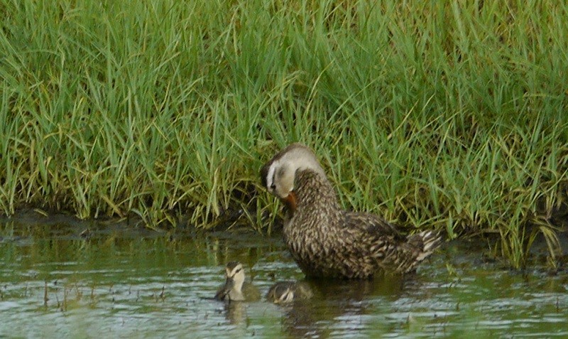 Mottled Duck - ML108466771