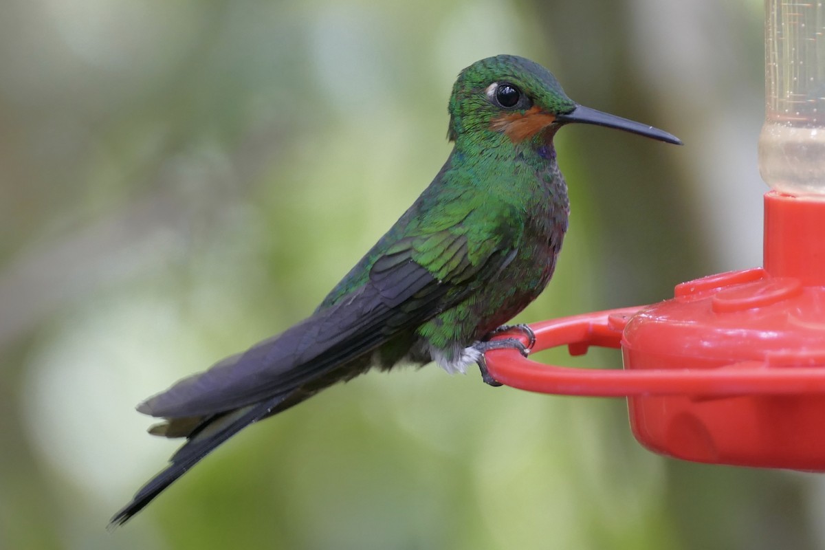 Grünstirn-Brillantkolibri - ML108467051