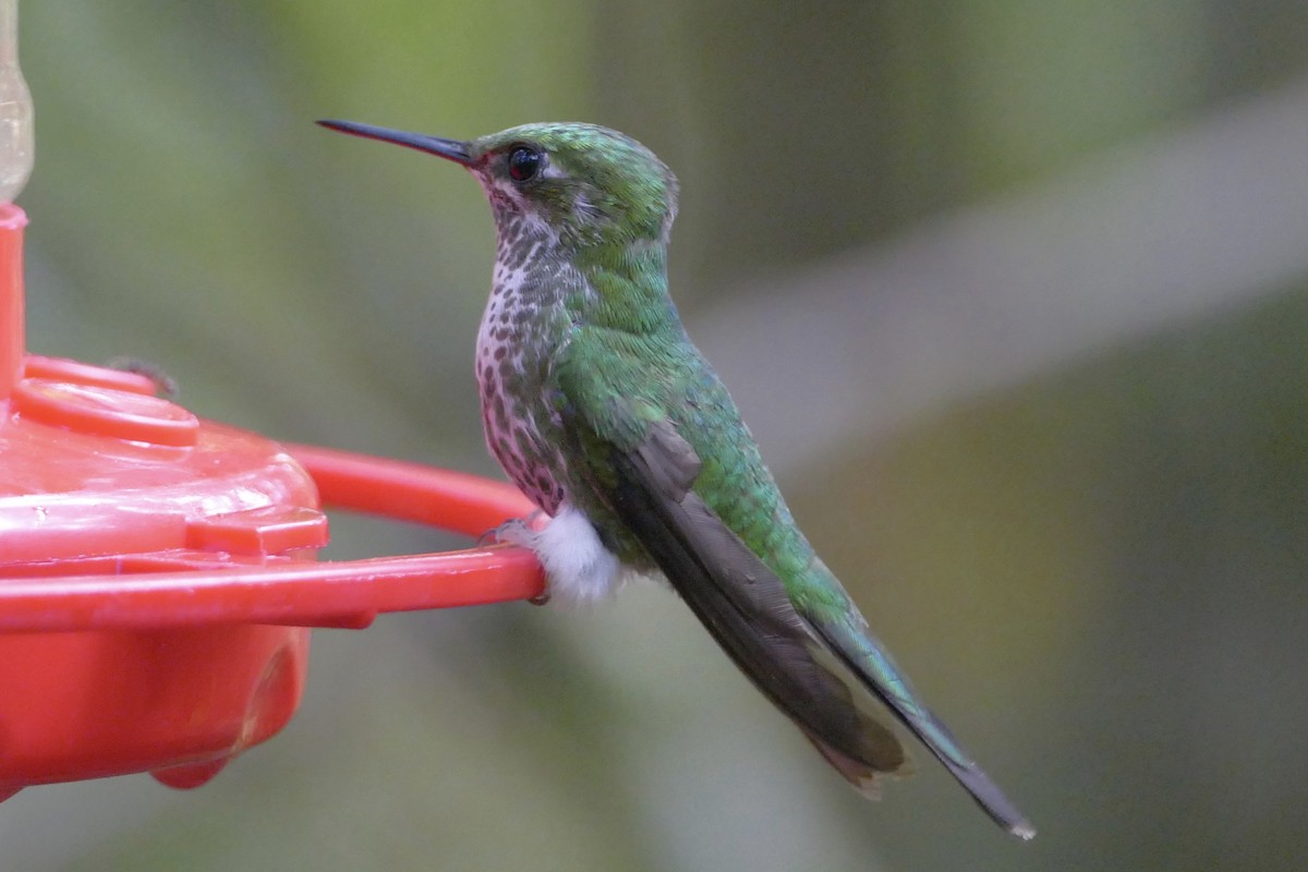 Colibrí de Raquetas Faldiblanco - ML108467211