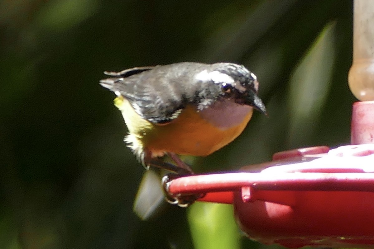 Bananaquit - Peter Kaestner