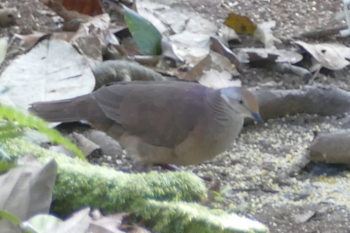 Lined Quail-Dove - ML108468291