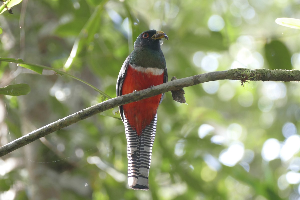 Collared Trogon - ML108468301