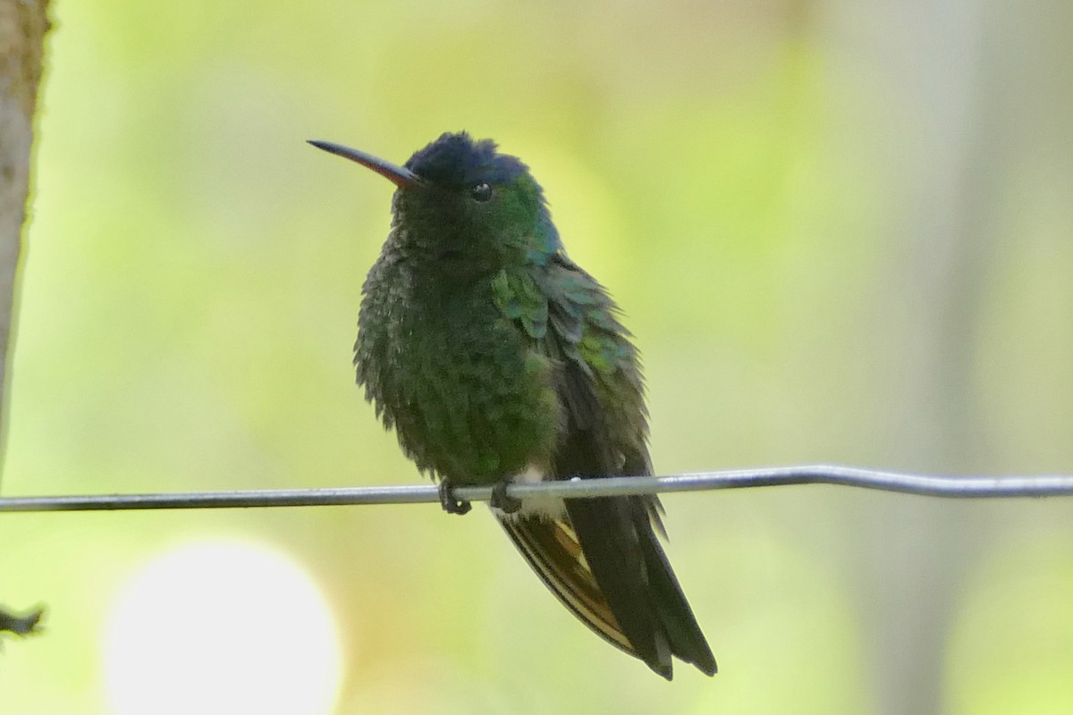 Indigo-capped Hummingbird - ML108468401