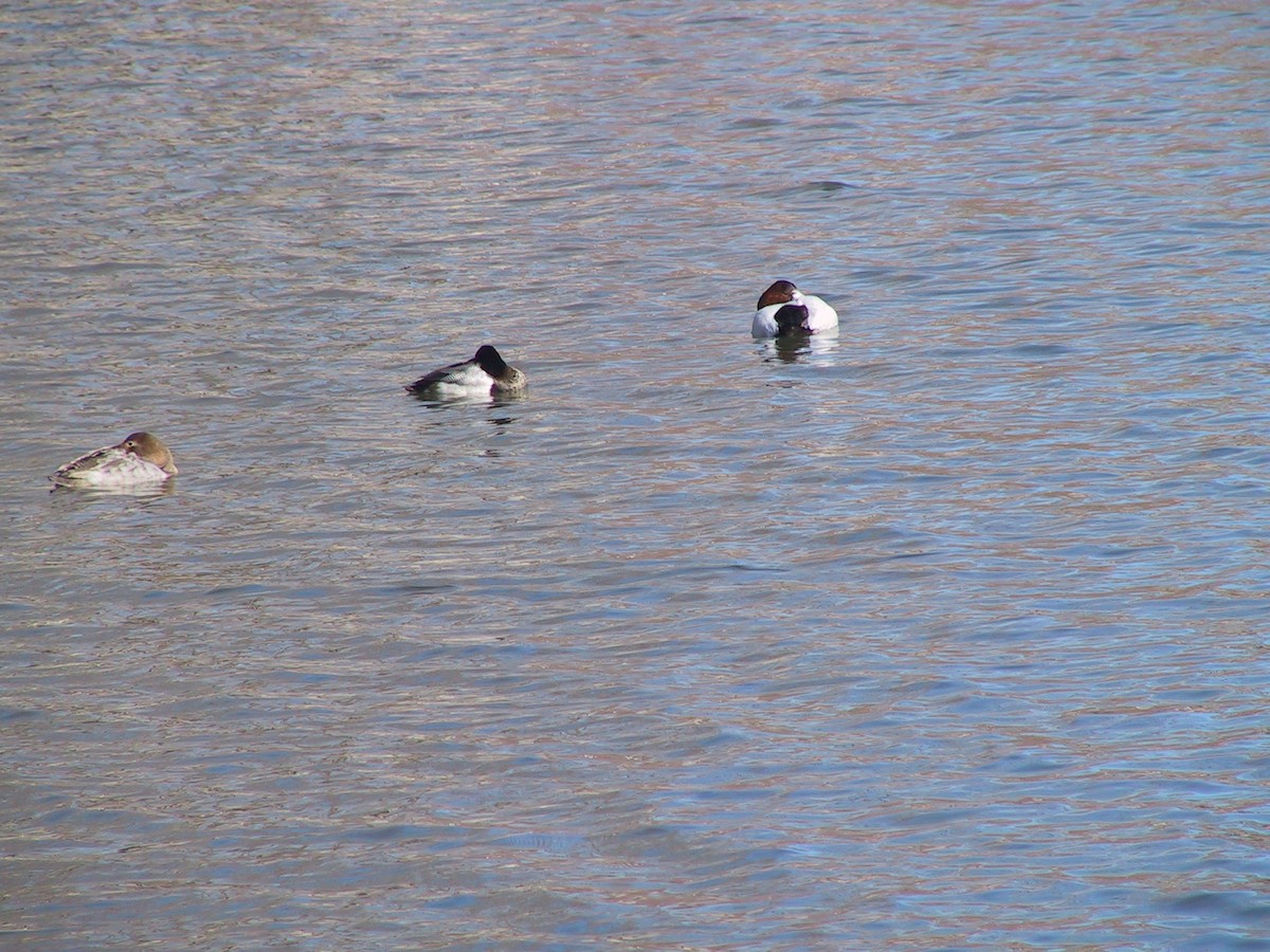 Canvasback - ML108468781