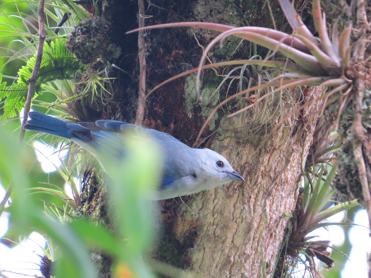 Blue-gray Tanager - Maureen Howard