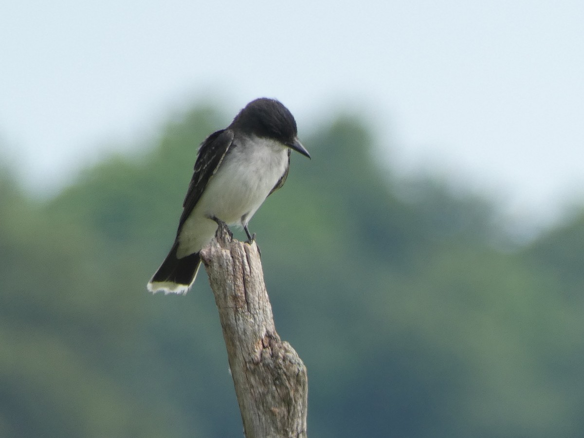 Eastern Kingbird - ML108470591