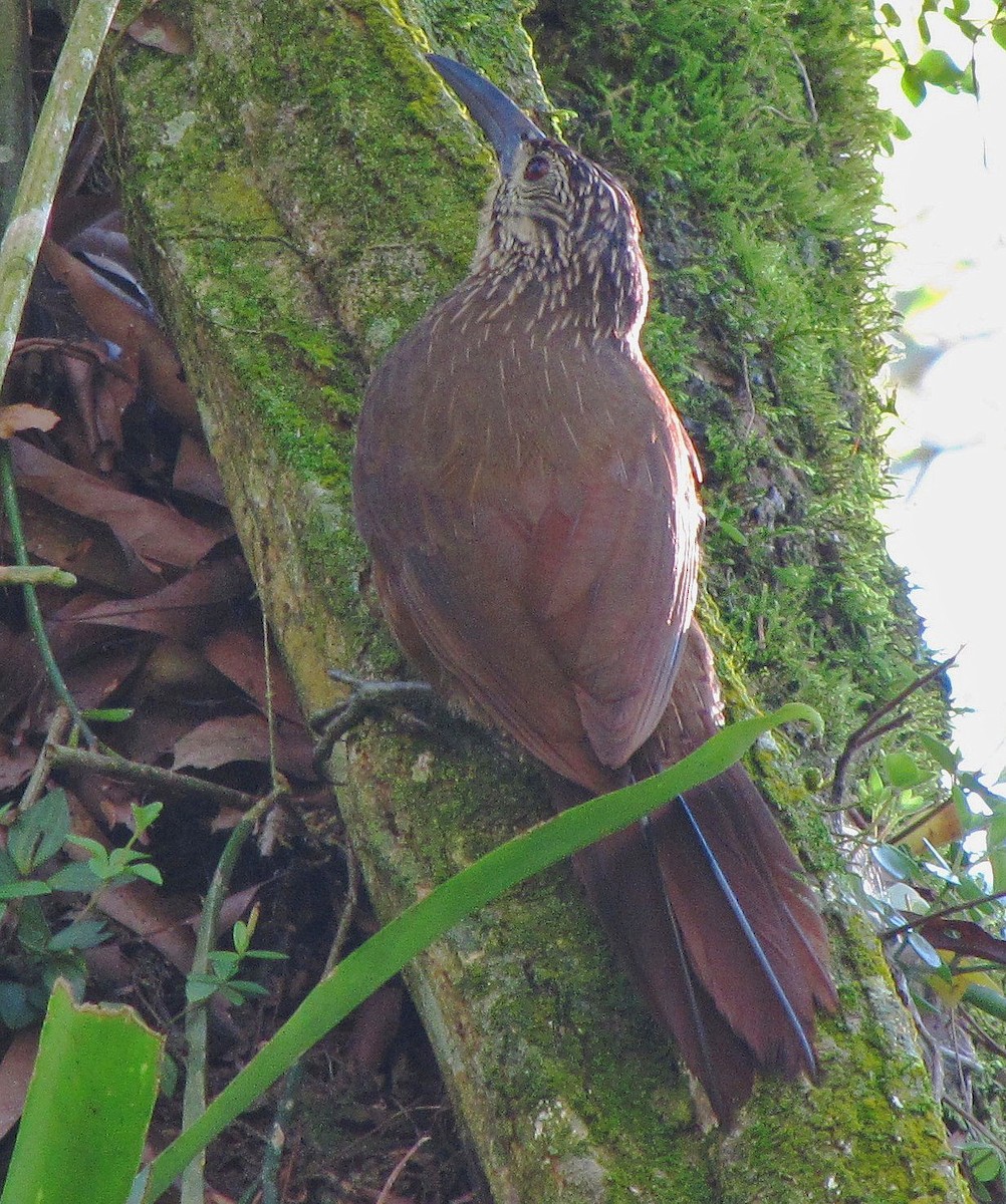 White-throated Woodcreeper - ML108471251