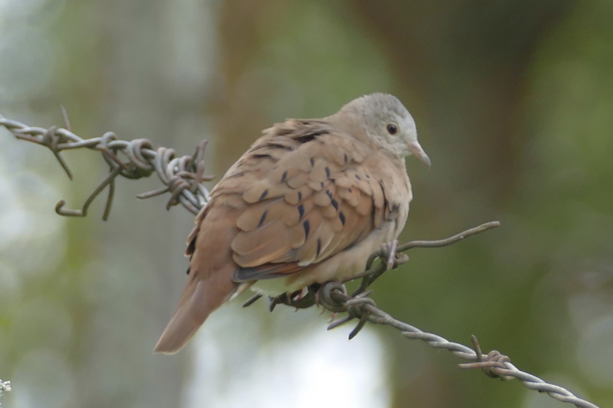 Ruddy Ground Dove - ML108471351