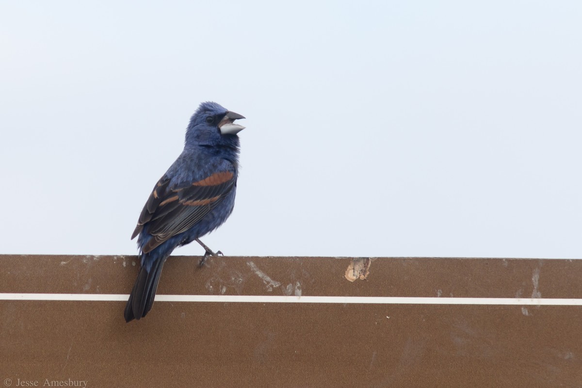 Blue Grosbeak - Jesse Amesbury