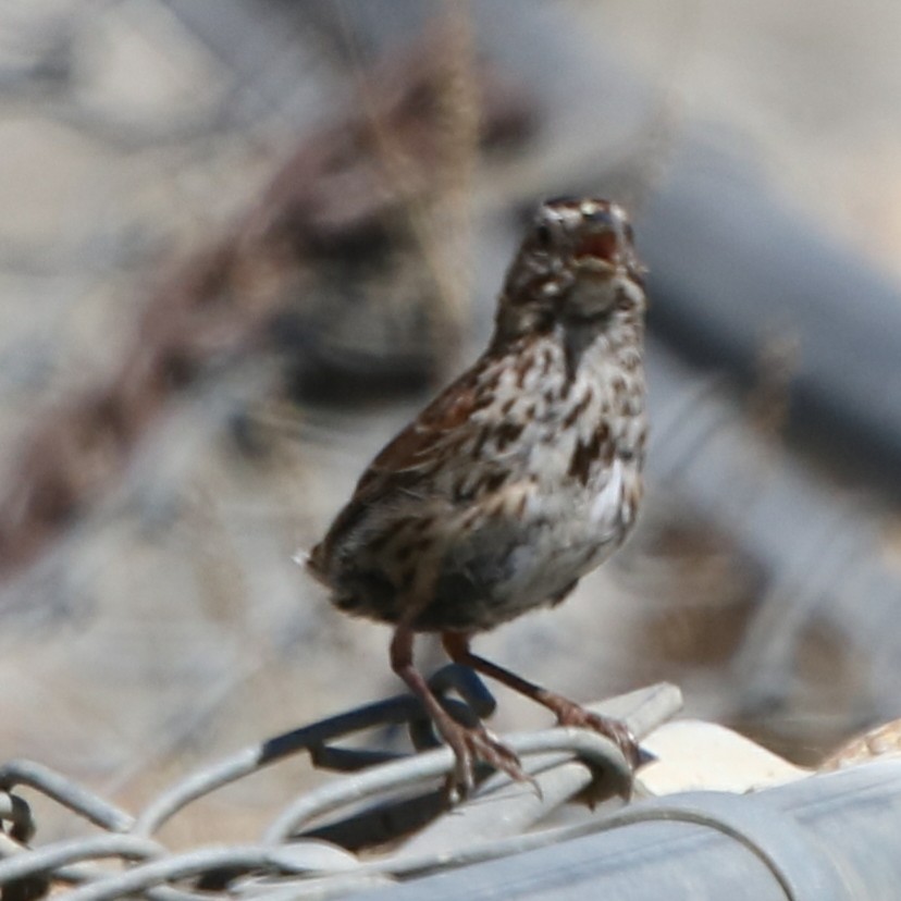 Song Sparrow - Joy Brooks