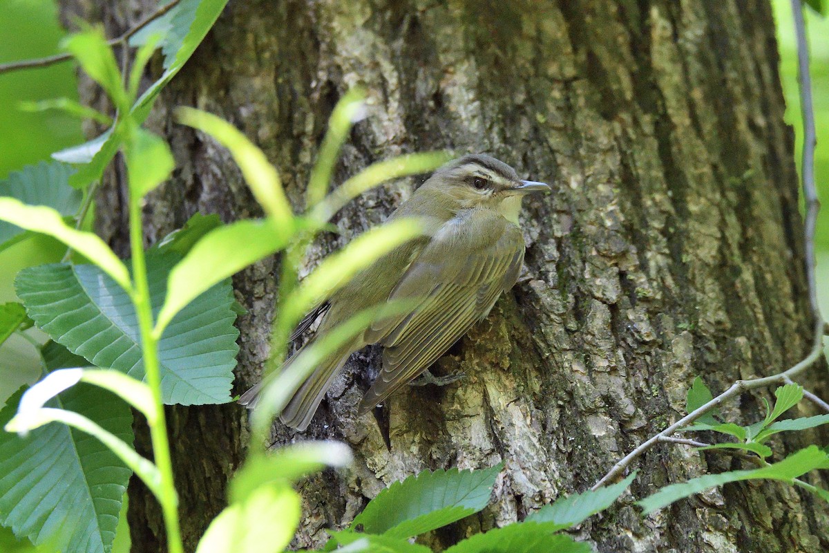 Red-eyed Vireo - ML108473221