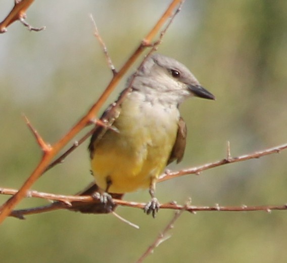 Western Kingbird - ML108474011