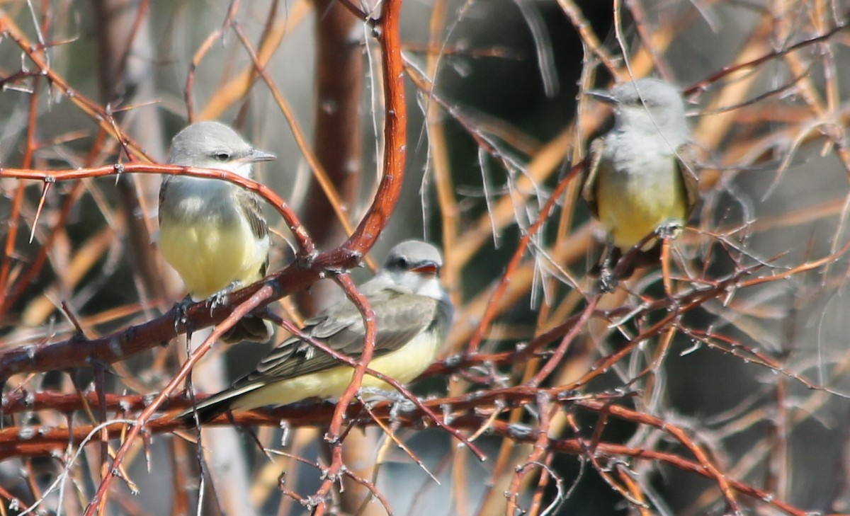 Western Kingbird - ML108474021
