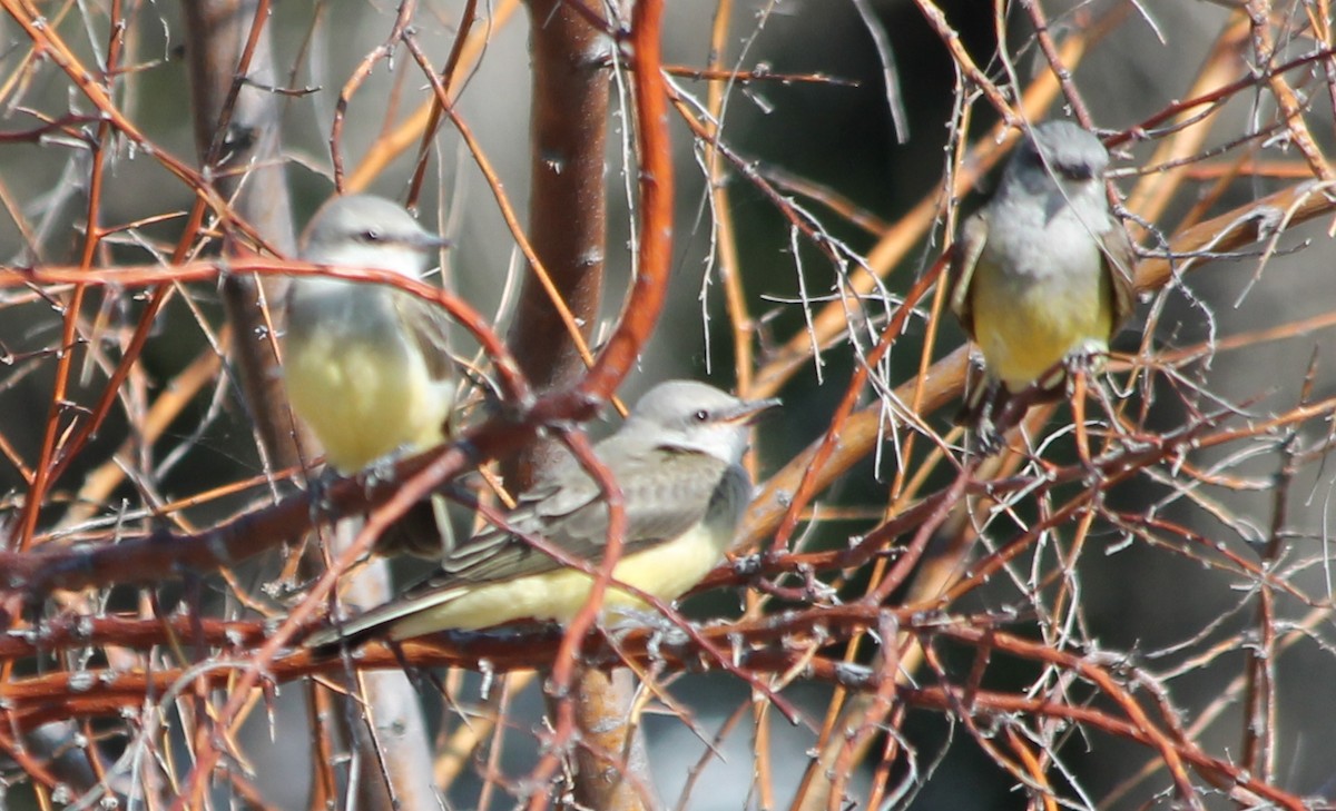 Western Kingbird - ML108474031
