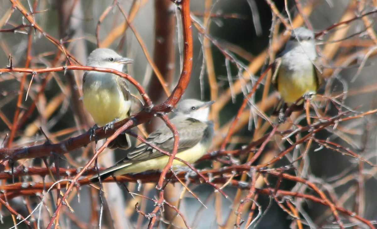Western Kingbird - ML108474041