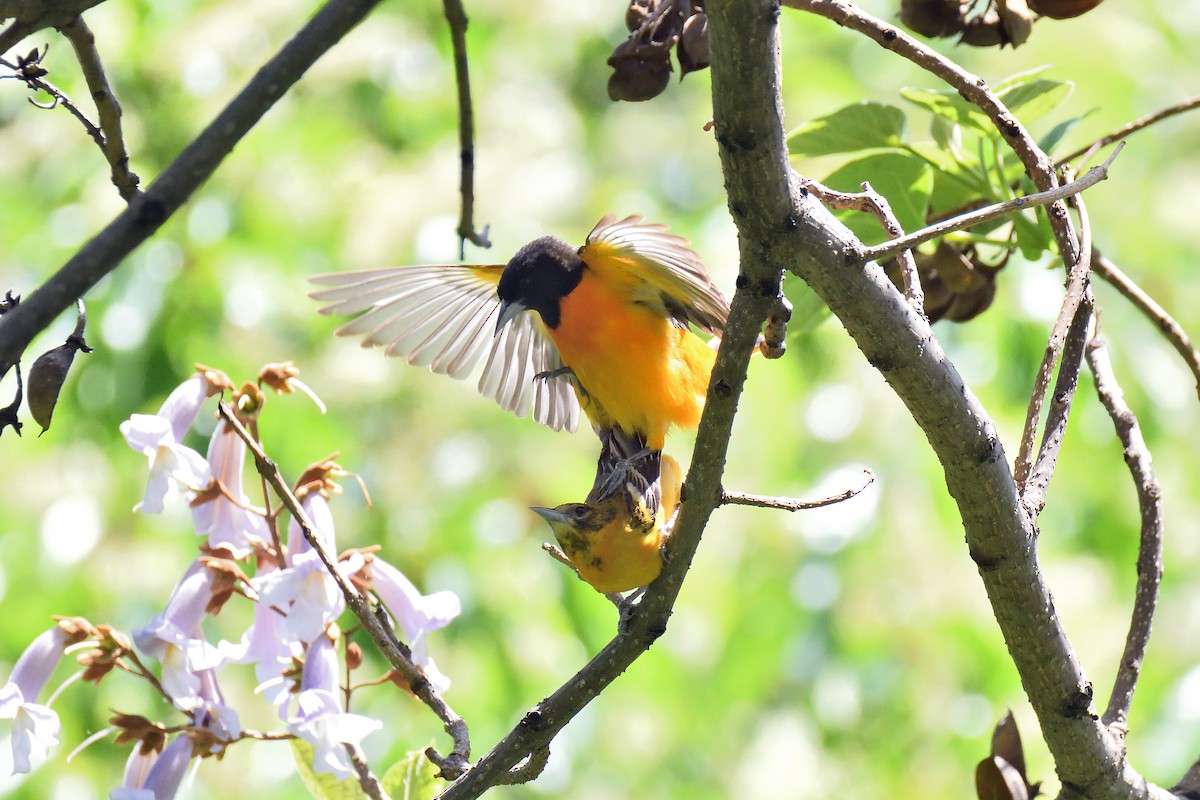 Baltimore Oriole - ML108474081