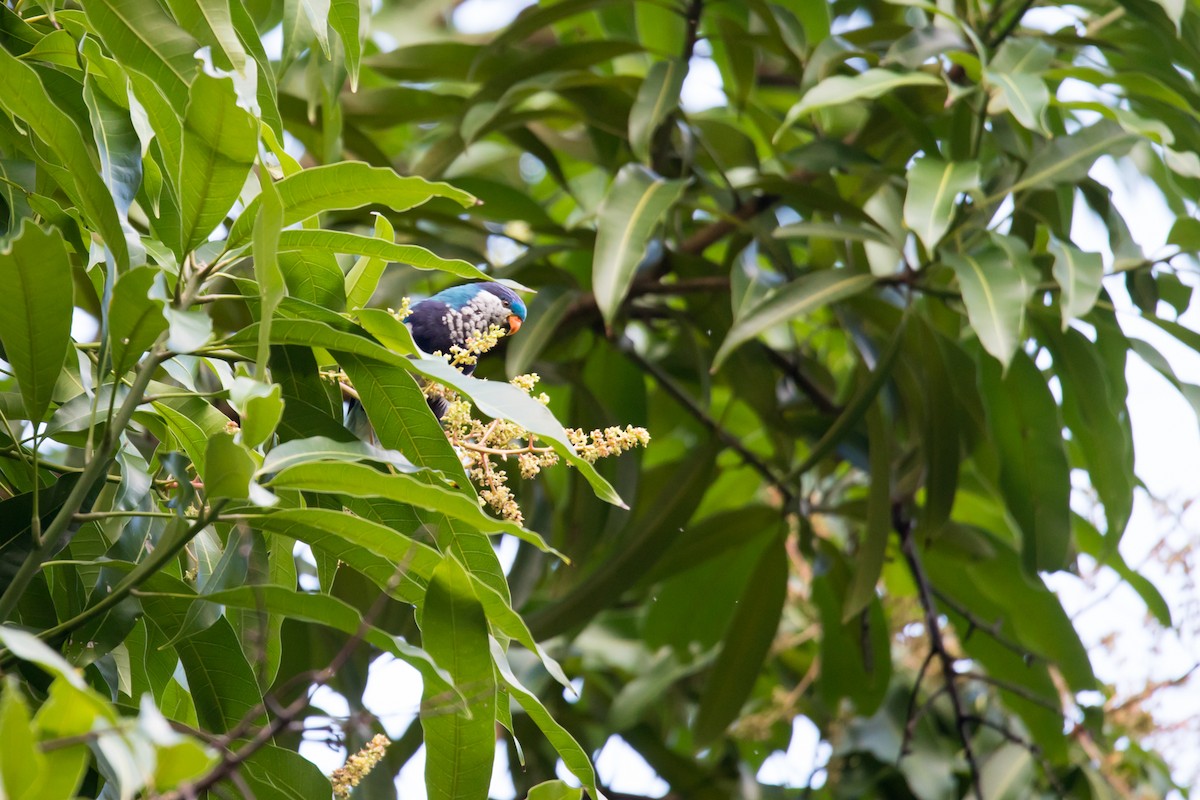 Ultramarine Lorikeet - ML108474381